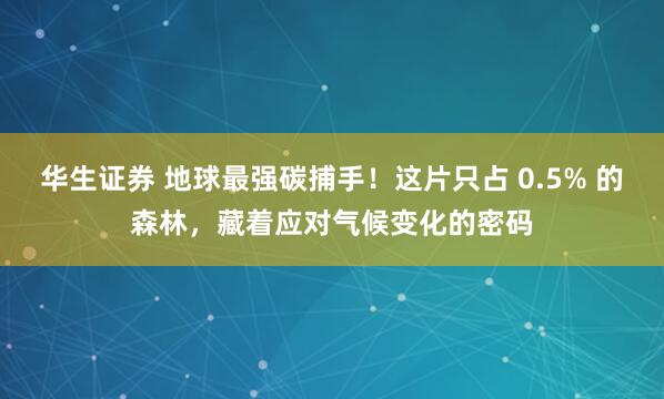 华生证券 地球最强碳捕手！这片只占 0.5% 的森林，藏着应对气候变化的密码
